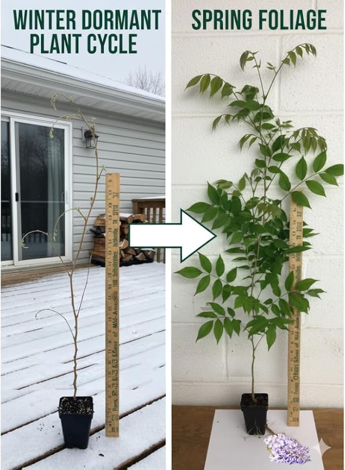 Purple Wisteria Live Plant, 6-12" Tall, Wisteria Vine in 2.5" Pot, Fragrant Flowering Climbing Plant for Outdoor Garden and Trellis