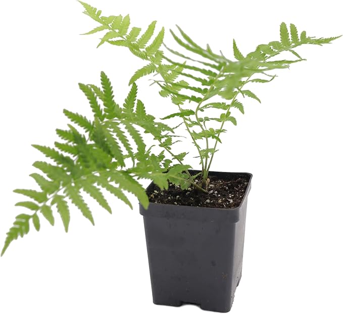 Greenwood Nursery: Live Perennial Plants - Ostrich Fern + Matteuccia Struthiopteris - [Qty: 10x Pint Pots] - (Click for Other Available Plants/Quantities)