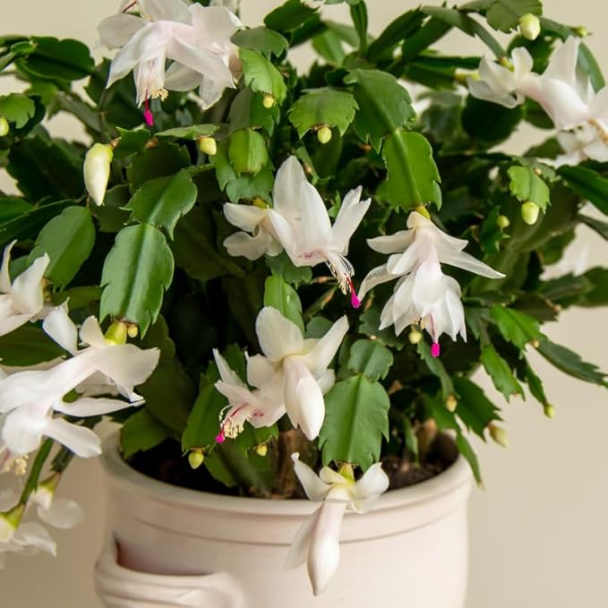 White Christmas Cactus Plants Live, Size 3-6" Christmas Cactus Plant, Colorful Holiday Houseplant Flowering Succulent Live Plants for Planting, Well Rooted, No Pot