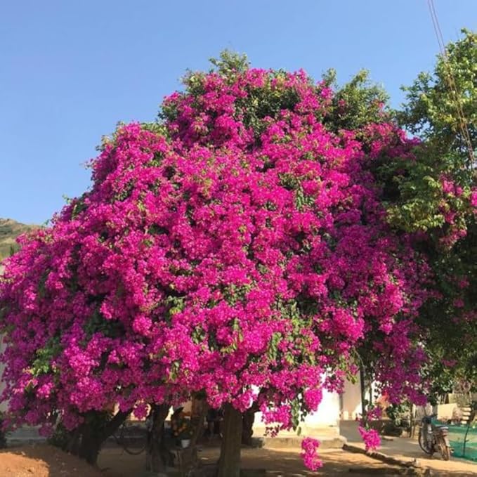 2 Bougainvillea Plants Live, Trailing Flowering Vines, 5-9” Tall, Well-Rooted Bougainvillea Trees for Outdoor Garden or Patio (Dark Purple Bougainvillea)
