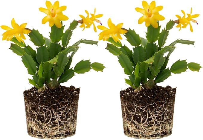 2 Live Yellow Christmas Cactus Plants, Yellow Christmas Cactus Plants Live, 4 to 6 Inch, Bare Root, Perennial Flower Holiday Succulent Plant, No Pot