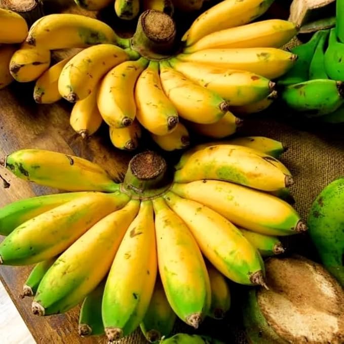 Basjoo Banana Plant Live for Planting, Banana Trees Live Plants for Outdoor Indoor Planting, Cold Hardy, 4-7" in Tall, No Pot, Musa Plant