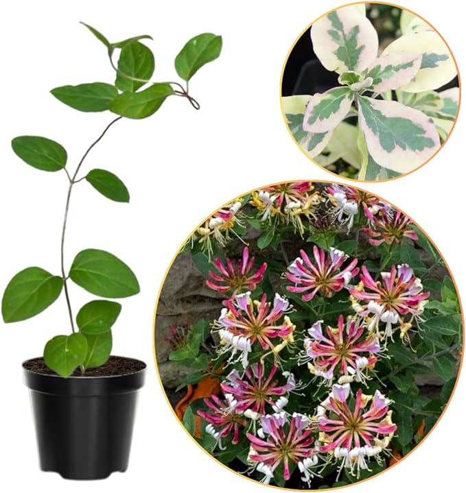 Variegated Climbing Honeysuckle Plant Live, Fragrant Honeysuckles Plants Vine Bushes in 2.5 Inch Pot