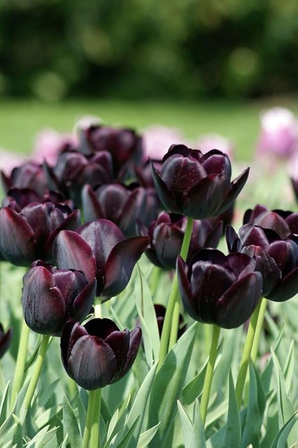 20 Tulip Bulbs for Fall Planting, Top Size Tulips Bulbs Perennial Flowers, Vibrant Spring Blooms, Easy Fall Planting (Black Tulip Collection)