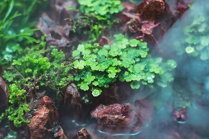 SubstrateSource Live Plant - Hydrocotyle Tripartita 'Japan' Tissue Culture Aquatic Live Aquarium Plant - 100% Snail Free in Vitro Cup (Hydrocotyle Japan)