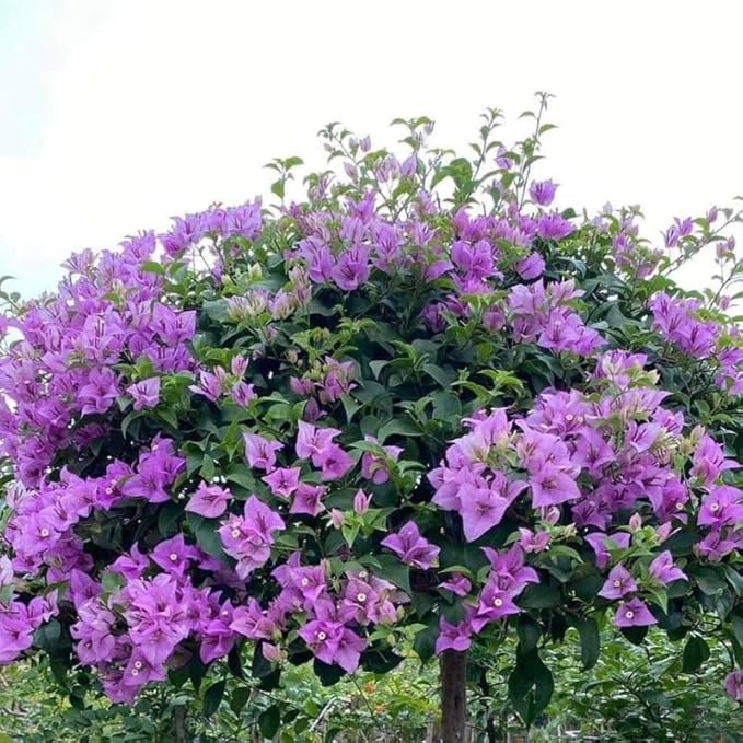 2 Bougainvillea Plants Live, Trailing Flowering Vines, 5-9” Tall, Well-Rooted Bougainvillea Trees for Outdoor Garden or Patio (Light Purple Bougainvillea)