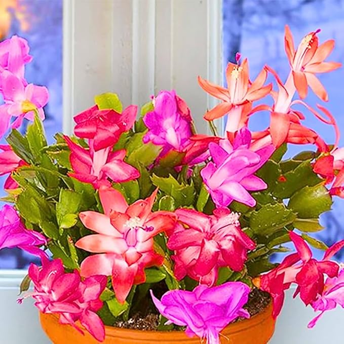 True Thanksgiving Cactus Plant Live in 4" Pot, Ready to Bloom, Holiday Christmas Cactus Plants Live, Random Blooms