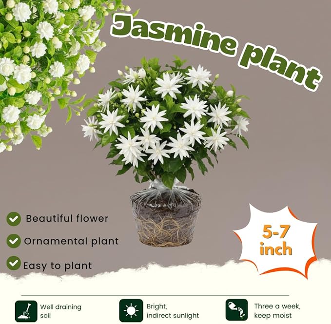 2 Jasmine Plants Live, Jasmine Flower Plant Indoors Outdoors, Climbing Vine Plant, 5 to 8 Inc Tall