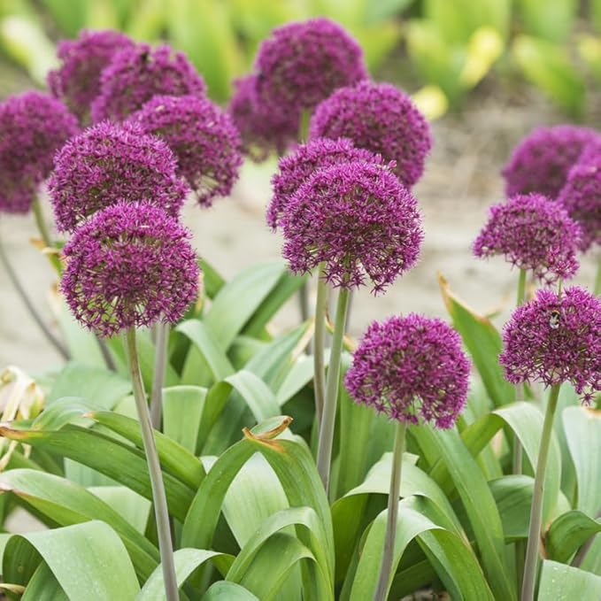 Ostara Allium Flower Bulb Value Pack | Perennializing 12" Purple Flowers | Attract Butterflies to Your Garden | 5 Bulb Pack