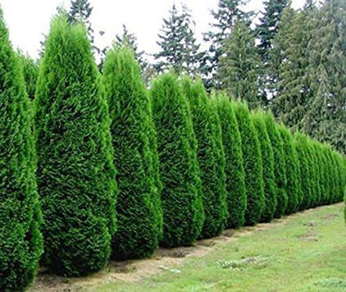 (4) - Emerald Green Arborvitae (Thuja) - Live Plant - (1 QT) (4 Live Plants)