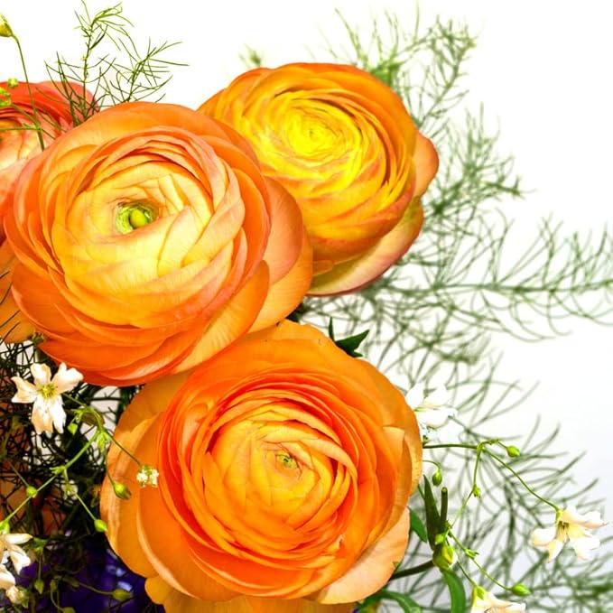 Ranunculus Bulbs for Planting, 25 Orange Ranunculus Bulbs for Fall Planting, French Peony Ranunculus Corms Bulk Ranunculus Flowers Buttercups, Butterfly Ranunculus Bulbs to Grow