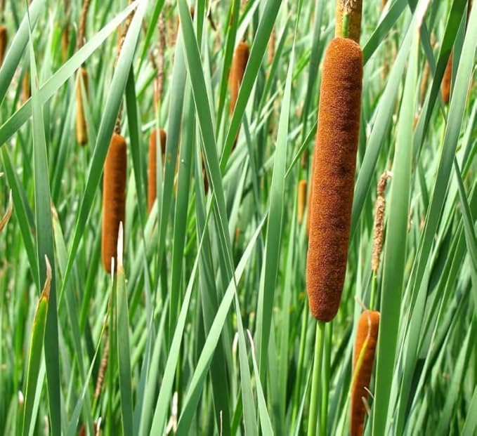 Cattail Plant Rhizomes for Growing - Not Seeds - Healthy Cat Tail Plant Rootstock - Great Aquatic Feature for Koi Pond, or Large Body of Water (5 Plants)