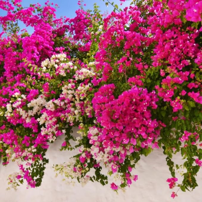 2 Bougainvillea Plants Live, Trailing Flowering Vines, 5-9” Tall, Well-Rooted Bougainvillea Trees for Outdoor Garden or Patio (Mix Bougainvillea)