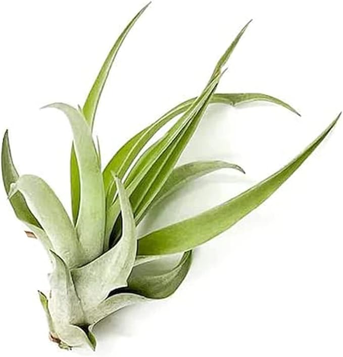 ragnaroc Air Plants - Tillandsia Capitata (Peach), Large 5-7” - 5 ct - Live Arrival Guaranteed - House Plants for Home Decor & Gift