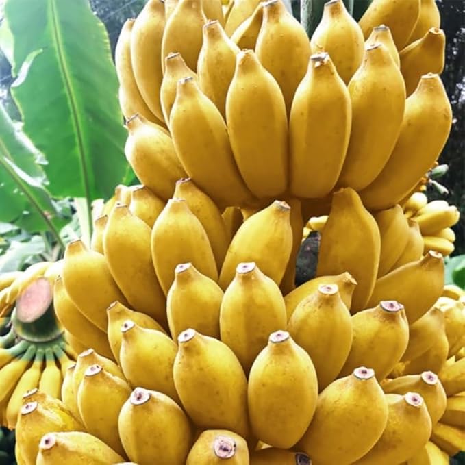 Namwah Banana Plant Live for Planting, Banana Trees Live Plants for Outdoor Indoor Planting, Cold Hardy, 4-7" in Tall, No Pot, Musa Plant