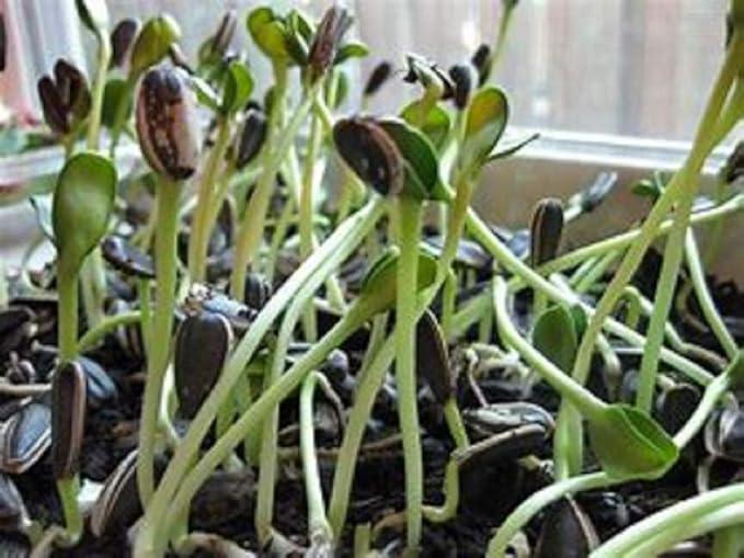 Sunflower Sprouting Seed Non GMO - 15 oz - Country Creek Acre Brand - Sunflower Seed for Sprouts, Garden Planting, Cooking, Soup, Emergency Food Storage, Gardening, Juicing, Cover Crop