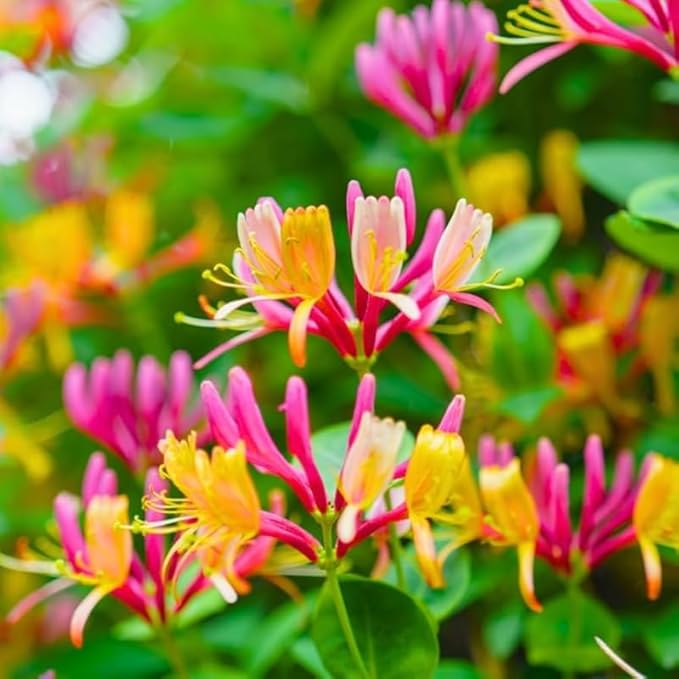 Honeysuckle Plant Live for Planting, Lonicera Honeysuckle Vine, Very Hardy, in 2.5 Inc Pot, Fragrant Pink Yellow Bloom