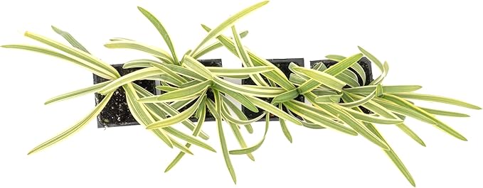 4 Pacific Grove Agapanthus in 3.5” Nursery Cubes (Agapanthus ‘Pacific Grove’) | Variegated Evergreen Perennial for Borders, Beds & Containers | Ready-to-Plant Live Starter Plants