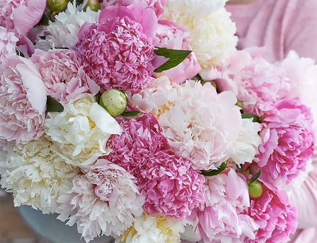 Marde Ross & Company Festiva Maxima - Double White Peonies Bulbs for Planting, Peony Plant Bare Root | Peony Bulbs for Spring Planting 2024 | Peony Seeds for Planting Outdoors