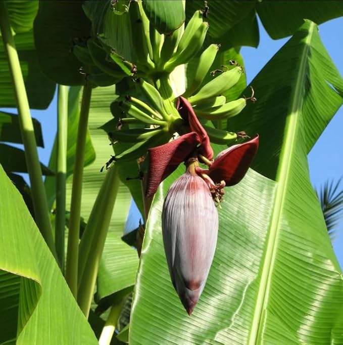 Grand Nain Banana Tree Live Plant, Cold Hardy Banana Plant Live, Tropical Banana Fruit Seedling, Well Rooted 4-8 Inch Tall