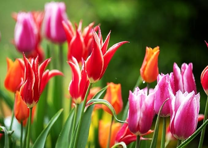 Tulips Lily Flowering Mixture Tulip Pink Red White Yellow Plant Bulbs Spring Flowering Gardens Size 12+ (100, Lily Flowering Mixture)