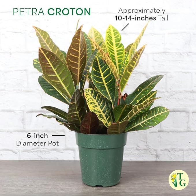 Thorsen's Greenhouse Live Petra Croton Plant, Codiaeum Variegatum, Colorful Foliage, Live Indoor Houselant (Chocolate, 6-inch Pot)