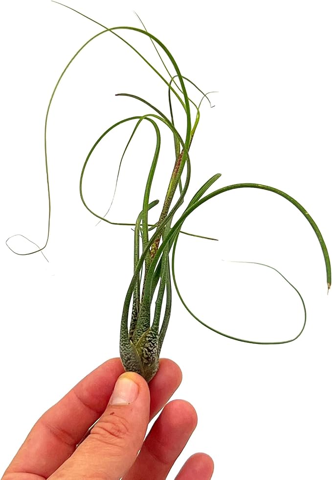 ragnaroc Live Air Plants - Tillandsia Butzii, Jumbo 7-9" - 3ct - Live Arrival Guaranteed - House Plants for Home Decor & Gift
