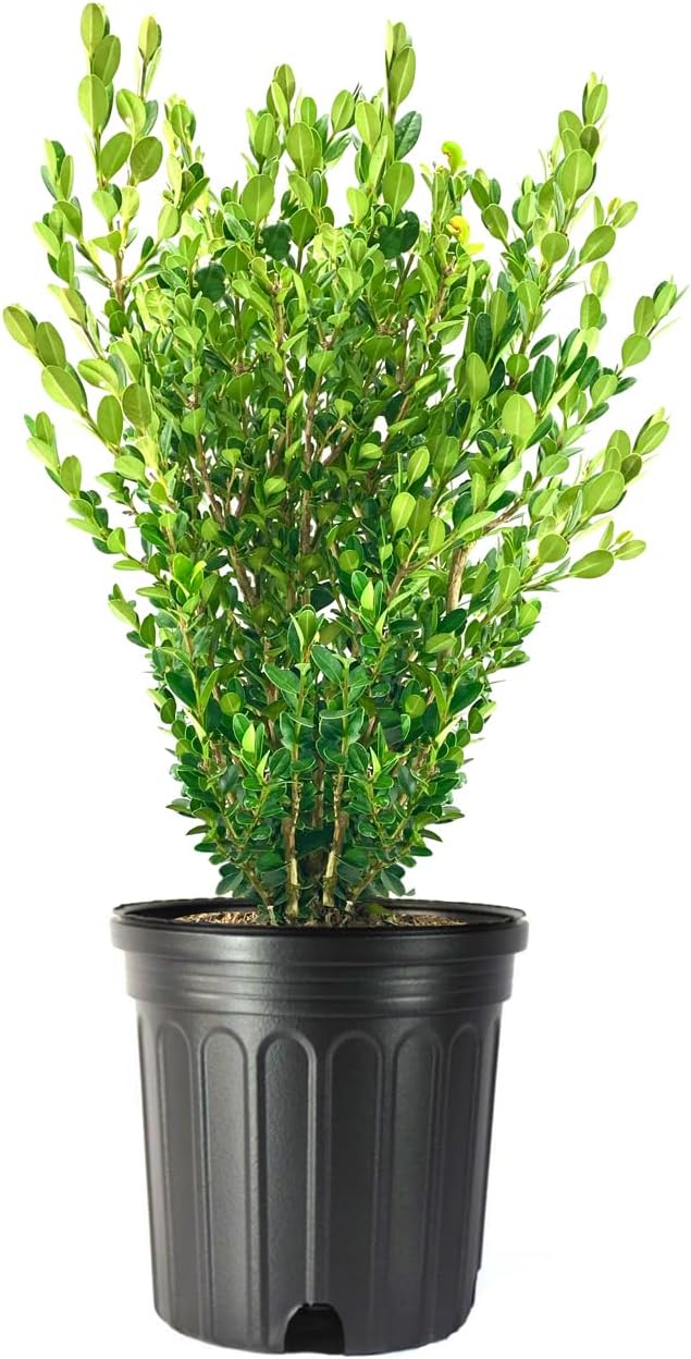 Wintergreen Boxwood | 2 Extra Large 3 Gallon Plants | Buxus Microphylla | Evergreen Shrub, Dense Foliage, Formal Garden, Low Maintenance, Privacy Hedge, Year-Round Interest, Landscaping Shrub