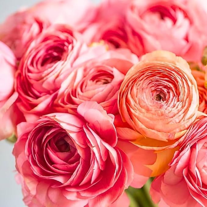 25 Ranunculus Bulbs for Fall Planting, Perennial Flowers Bulbs for Gardens, Vibrant Peony Buttercup Corms for Outdoor Borders (Pink Ranunculus)