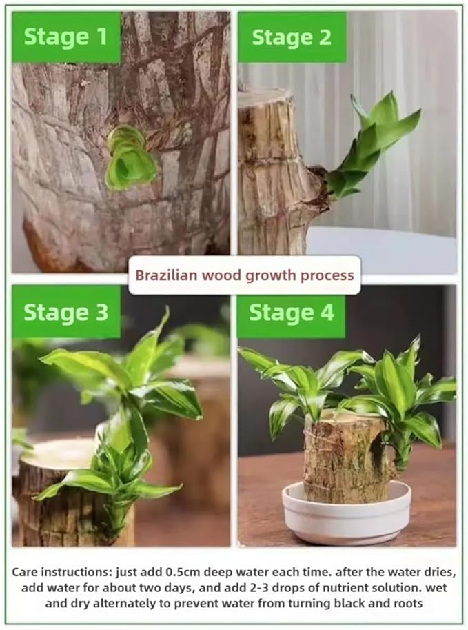 Brazilian Lucky Wood Plant, Brazilian Wood with Energy Crystals, Low-Light Office, Bedroom Decor, Home Good Luck Decor (2ash)