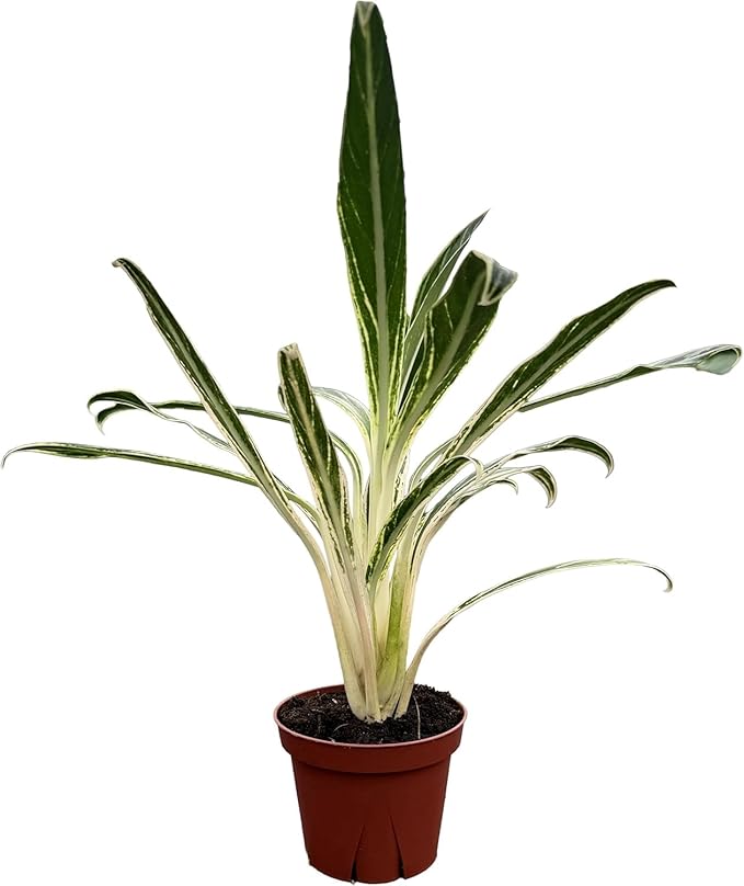 CoollectivePlants Aglaonema Bamboo – Live Indoor Plant in 4″ Grower’s Pot, Green & Silver Foliage, Easy Care Low Light Houseplant, Includes UniHeat Pack for Winter Protection