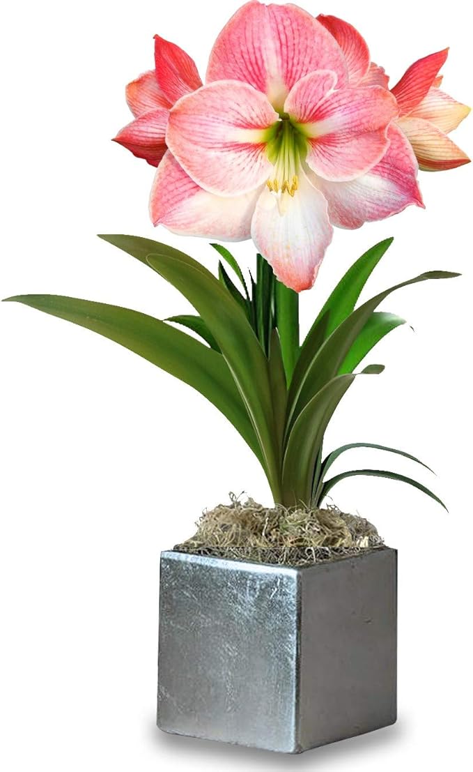 Easy to Grow Amaryllis 'Apple Blossom' Pre-Planted Bulb Indoor Gift Kit in a Silver Square - Pink & White Flowering Blooms in 4 to 8 Weeks