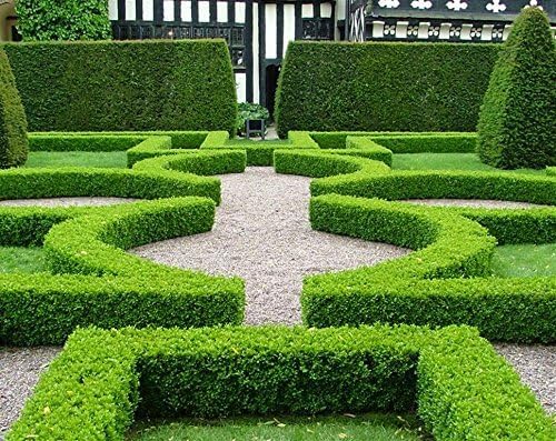 Japanese Boxwood | 5 Live 4 Inch Plants | Buxus Microphylla | Evergreen Shrub, Low Maintenance, Ideal for Hedges, Dense Foliage, Perfect for Borders, Hardy Versatile Landscaping