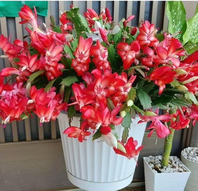 2 Red Christmas Cactus Plants Live, True Thanksgiving Cactus Live Size 6-9" Inches Tall, Ready to Blooms, Holiday Houseplant, Cold Hardy, Bloom in Winter
