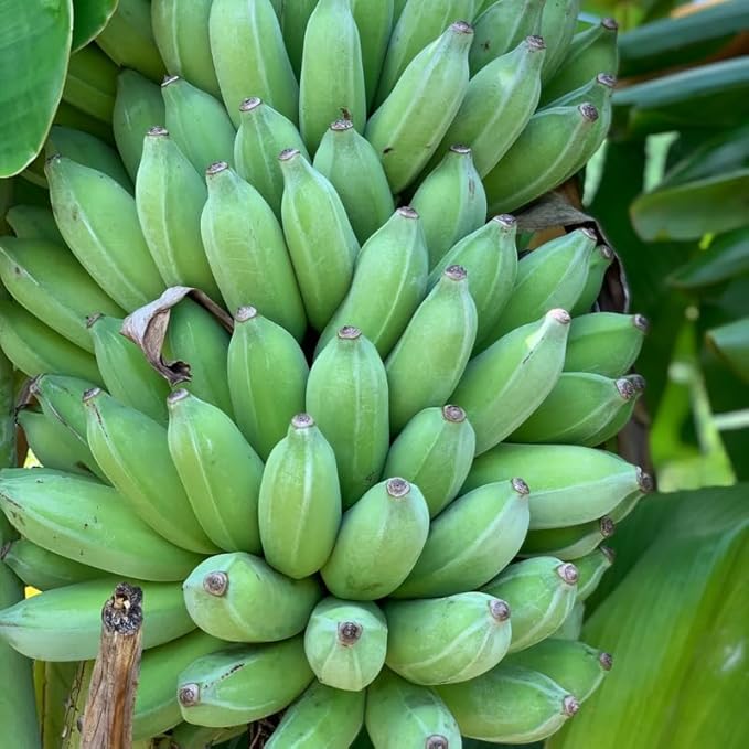 Namwah Banana Plant Live for Planting, Banana Trees Live Plants for Outdoor Indoor Planting, Cold Hardy, 4-7" in Tall, No Pot, Musa Plant