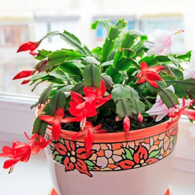 Set 2 Christmas Cactus Plants Live, Hanging Baskets Houseplants, Holiday Cactus Indoor Plants Live Well-Rooted 4-9" Tall, No Pot (Red)