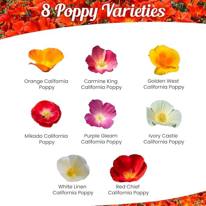 Parade of Poppy Wildflower Seeds - 1oz, Open-Pollinated Flower Seed Mix Packets, No Fillers, Annual, Perennial Wildflower Seeds, Year Round Planting - 1 oz (Pack of 2)