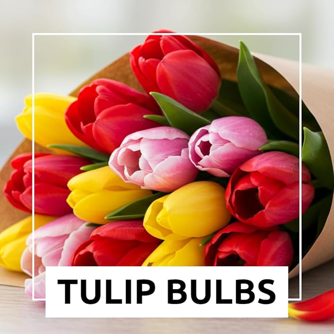 Boldyrev's Colorful Blend Tulip Garden - Mix of Pink, Yellow, Orange, Purple and Red Tulips - Stunning Perennial Flowers Bloom Each Spring - Darwin Hybrid Tulips (50 Bulbs)