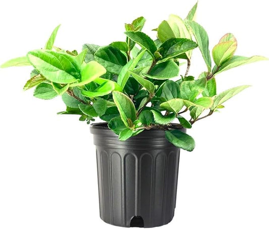 Viburnum Suspensum | 2 Large Gallon Size Plants I Sandankwa I Live Durable Evergreen Shrub with Fragrant Blooms, Ideal for Hedges, Privacy Screens, and Ornamental Landscaping