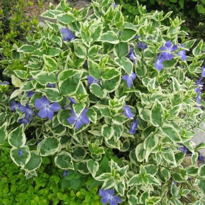 12 Variegated Vinca Plants, Vinca Minor Ground Cover Plant, Blue Flowers Periwinkle Plants, Perennial Vine Bare Roots
