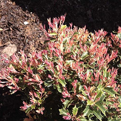 Party Lights Pink Flush Tea Olive ( osmanthus ) - Live Plant - Quart Pot