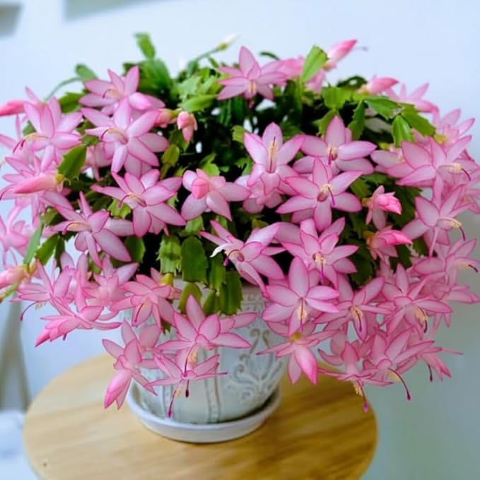1 Thanksgiving Christmas Cactus Plants Live in 4" Pot, Houseplant Holiday Cactus, Vibrant Single Color Blooms Indoor Outdoor, Zygocactus Like, Winter Hardy (Light Pink)