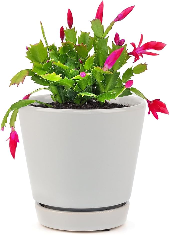 Christmas Cactus Thanksgiving Cactus (4 inch + Minimalist Pot) - Red/Pink/White Zygocactus - Holiday Decorating with Cacti and Succulents - Christmas Gift Ideas 2025