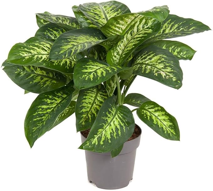 GARDENERA Superior Potting Soil Mix for Dieffenbachia - Perfect Balance of Nutrients, Drainage, and Aeration for Optimal Growth (3 Quart)
