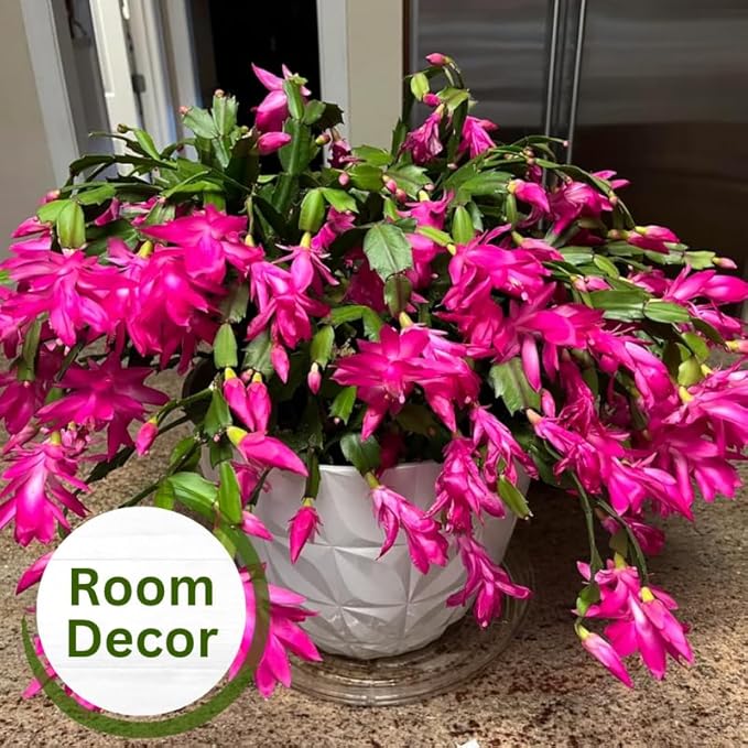 Set 2 Christmas Cactus Plants Live, Hanging Baskets Houseplants, Holiday Cactus Indoor Plants Live Well-Rooted 4-9" Tall, No Pot (Pink)