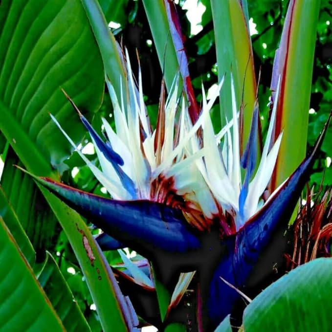 Bird of Paradise - White - Strelitzia Nicholai. (4 White BoP in Sac)