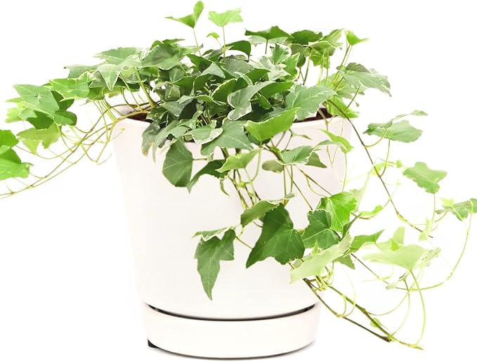 Glacier English Ivy (4" Minimalist Pot w. Saucer) - Trailing Indoor Houseplants - Eye-catching Ivy Plants - Live Healthy Trailing Houseplant for Home Office Decoration