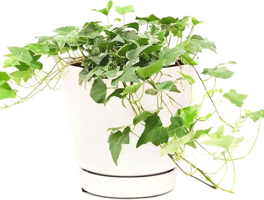 Glacier English Ivy (4" Minimalist Pot w. Saucer) - Trailing Indoor Houseplants - Eye-catching Ivy Plants - Live Healthy Trailing Houseplant for Home Office Decoration