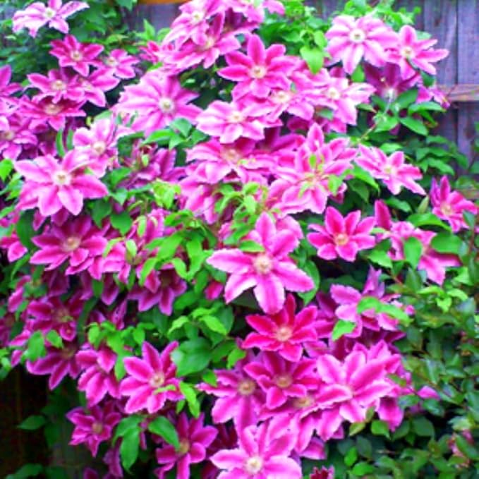 Pink Clematis Vine Plants Live in Pot, 8 Months Old Seedlings Climbing Flowering, Outdoor Trellis Fences, Cold Hardy