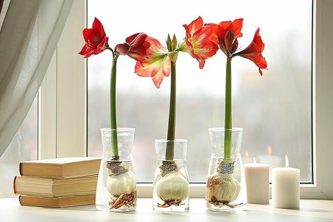 Waxed Red Amaryllis Bulb - Stunning Red Blooms - No Soil or Watering Required - Effortless Growth - Perfect for Holiday Décor & Gifting